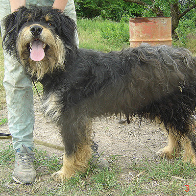 Szegény buksi kutya