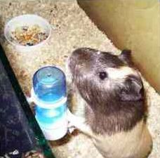 Sérült tengerimalac